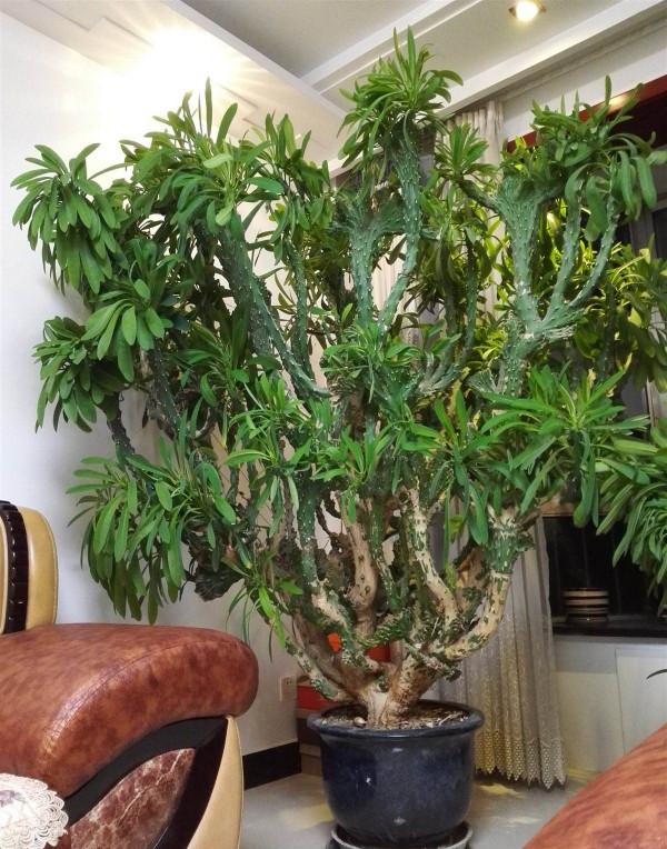 室內想養&OpenCurlyDoubleQuote;大盆&rdquo;鎮宅花，建議從這10種裡面選，聽名字就很霸氣