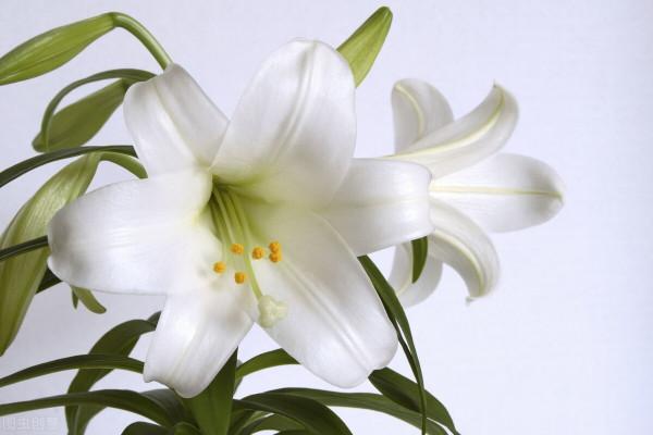 花之君子也（蓮）