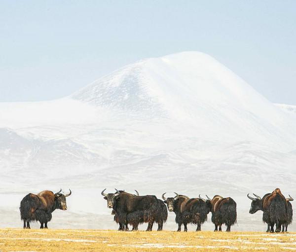 我們的國家公園|三江源，世界屋脊上的生命樂土