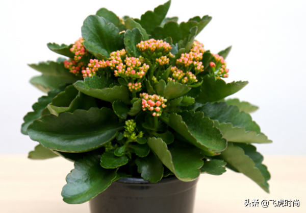 秋後養蟹爪蘭和長壽花,只需要做好這三件事,很快就冒花苞 秋後養蟹爪蘭和長壽花,只需要做好這三件事,很快就冒花苞