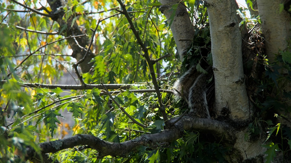 冬天樹上的鳥窩裡，跑出一隻小松鼠，它是去偷蛋麼？