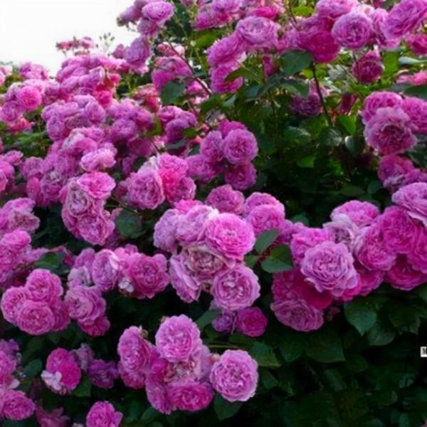 月季歡迎，花色靚麗，生機勃勃，主要刺少，不扎手