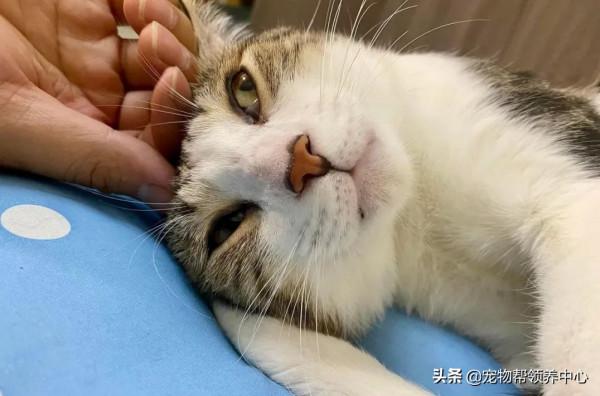 貓咪遭虐,眾人氣憤,但結局大快人心,施暴者受到了應有的懲罰 貓咪遭虐,眾人氣憤,但結局大快人心,施暴者受到了應有的懲罰