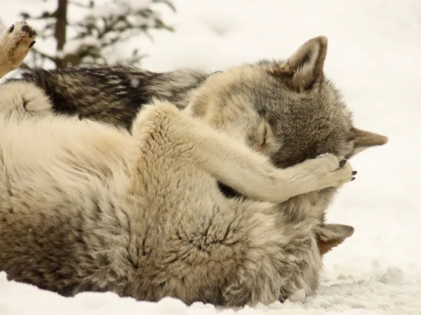 倒黴的考拉的一生:小時候吃屎,長大中毒 倒黴的考拉的一生:小時候吃屎,長大中毒