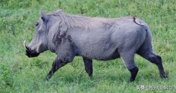 我國6省開放野豬捕獵期,明明是保護動物,為何要對它動真格? 我國6省開放野豬捕獵期,明明是保護動物,為何要對它動真格?