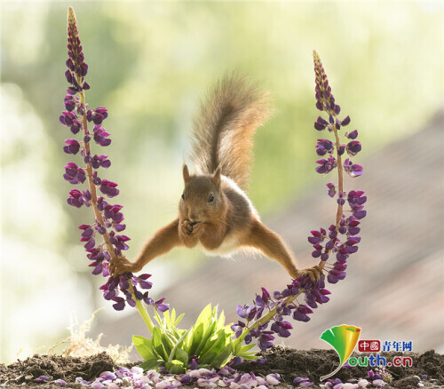 瑞典紅松鼠在花叢中玩耍 腳踩花枝化身“功夫大師” 瑞典紅松鼠在花叢中玩耍 腳踩花枝化身“功夫大師”