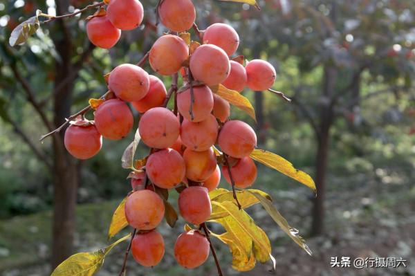 山西農民大叔把小珠柿泡成冰淇淋，涼甜可口，1天只賣80斤