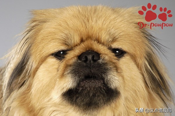 普安特:狗狗低血糖的注意事項 普安特:狗狗低血糖的注意事項