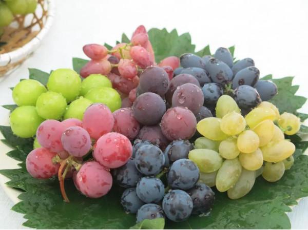 豐收的季節,京郊遊玩樂採摘 豐收的季節,京郊遊玩樂採摘