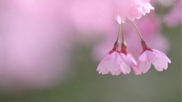 當一個人，變得喜歡“獨來獨往”，多半是這3種心態
