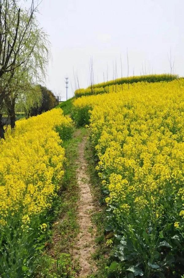 分享圖片&mdash;&mdash;美麗的油菜花集錦