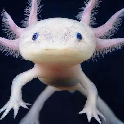 世界之大無奇不有&bull;美麗的六角恐龍魚百科