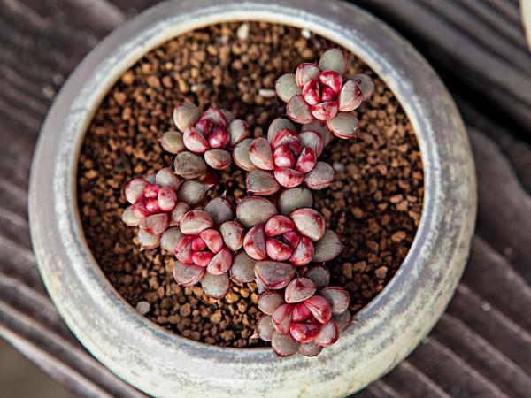 想讓多肉快速上色,“一動作”反覆做,當月養成妖豔“肉墩子” 想讓多肉快速上色,“一動作”反覆做,當月養成妖豔“肉墩子”