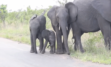 幾隻鳥停在它背上,河馬寶寶被嚇到哭著找媽媽,搞笑一幕被拍下 幾隻鳥停在它背上,河馬寶寶被嚇到哭著找媽媽,搞笑一幕被拍下
