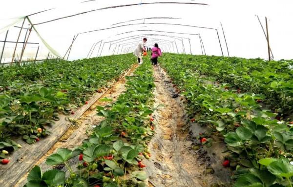 用這個配方預防&OpenCurlyDoubleQuote;倒春寒&rdquo;，作物噴一下，再冷也不用怕