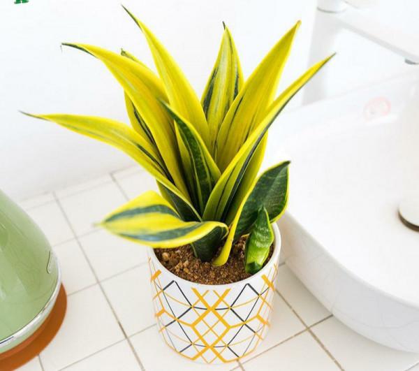 100種觀葉綠植,50種大型的,50種小型的,家裡沒有陽光也能養 100種觀葉綠植,50種大型的,50種小型的,家裡沒有陽光也能養