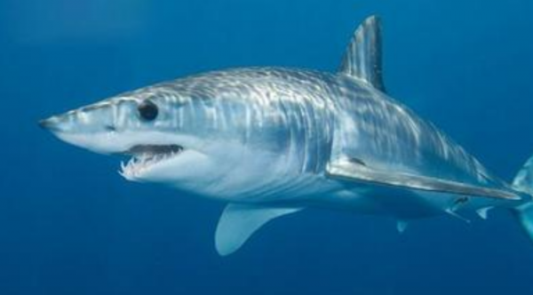 這種魚出生時還沒蝦米大，同類殘食，勝利者即為“海洋霸主”