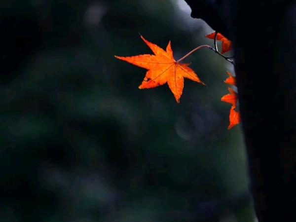 民間故事，樵夫救了乞丐，乞丐送樵夫一個笛子，媳婦變成了稚童