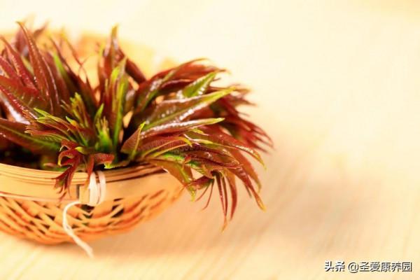 吃&OpenCurlyDoubleQuote;春季第一芽&rdquo;，養肝明目還清熱