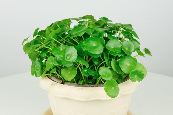 最愛水的銅錢草,水培和土培哪個更好養? 最愛水的銅錢草,水培和土培哪個更好養?