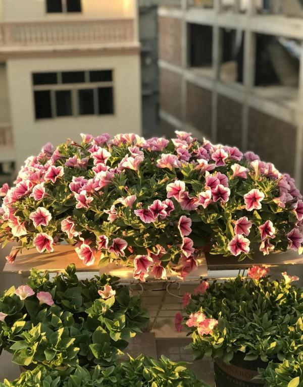 矮牽牛花，要想開花爆盆，就要大剪大修，有舍才有得