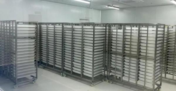 基因蚊子能消滅野生蚊子嗎？巴西用慘痛教訓給了我們答案