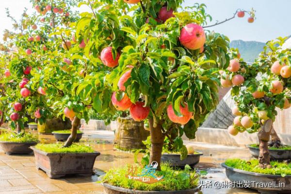 嚮往的鄉遊就在北京延慶