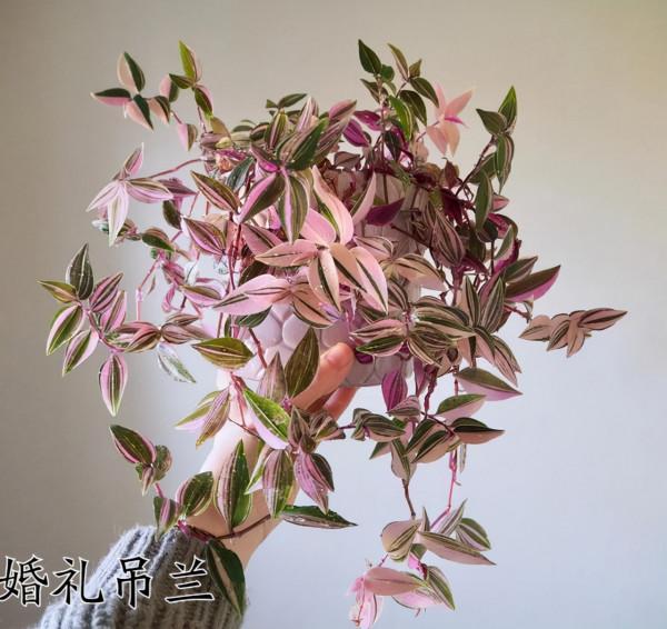 6種&OpenCurlyDoubleQuote;網紅花&rdquo;，喜歡可以買，顏值高，價格實惠，看著就&OpenCurlyDoubleQuote;歡喜&rdquo;