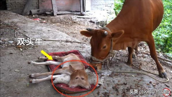 印度母牛生出雙頭小牛，主人用奶瓶喂，一個嘴巴吸奶另一個也在動