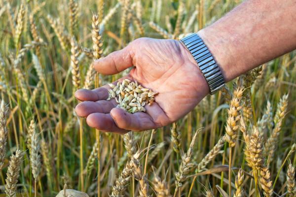 2021年10月14日最新小麥價格早餐：還在繼續上漲