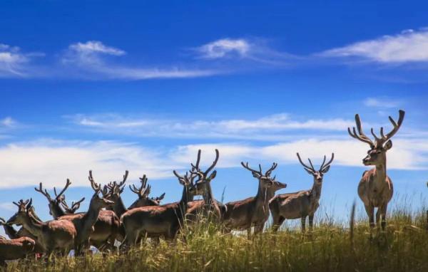 鹿豚是鹿嗎？長頸鹿是鹿嗎？