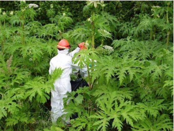 這種野草雖然常見，但沾到面板易起“大水泡”，戶外出遊可得當心