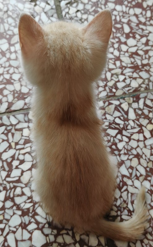 貓兒安心的走了，