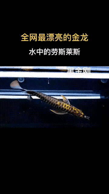 值800萬～這是魚中的“勞斯萊斯”……