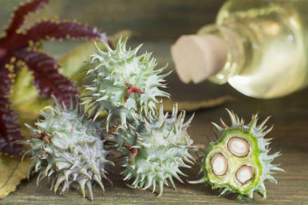 被譽為“暗殺之王”的蓖麻，我國遍地種，卻被美國列為戰略物資？