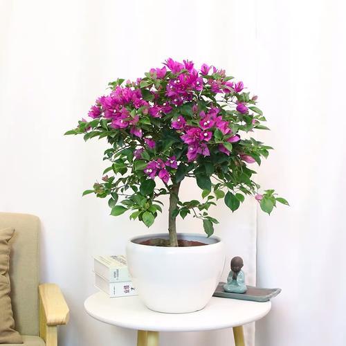 三角梅不開花的三個罪魁禍首，學會方法，花開爆盆