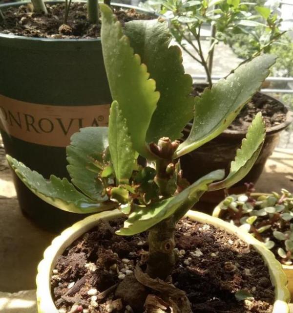 長壽花能否開爆,關鍵在4點,長壽花爆花的精髓包含在裡面 長壽花能否開爆,關鍵在4點,長壽花爆花的精髓包含在裡面