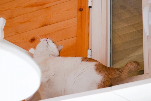 歲末大掃除，小米來監督