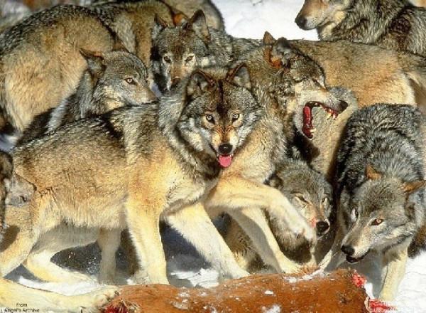 抗戰故事:野狼恩仇記 抗戰故事:野狼恩仇記