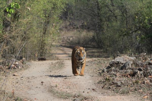 十種史前最強大的貓科動物，你認識幾個？
