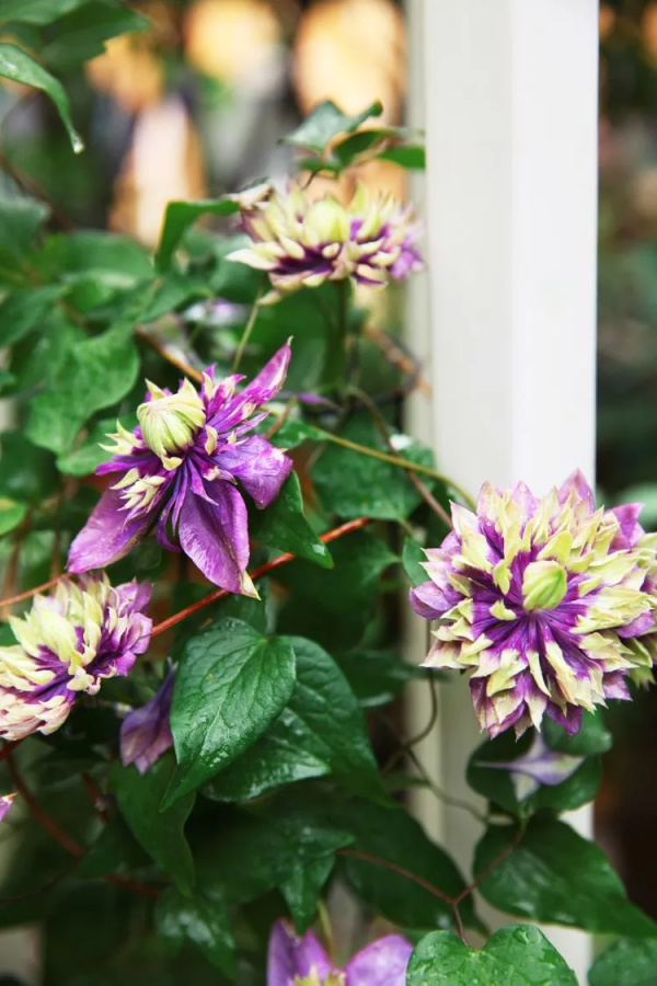 她改造的54㎡露臺花園，一個可在花叢中漫步的秘境，美不勝收