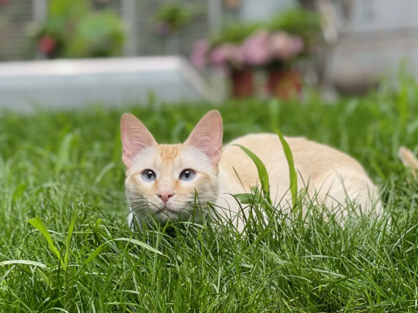 逗貓棒?都快把貓玩成花啦 逗貓棒?都快把貓玩成花啦