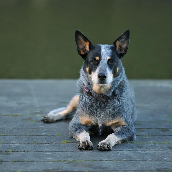 狗狗最新智商排名公佈