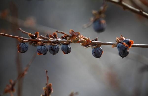 三種叫棗卻不是“棗”，在農村被稱為“不正經”的棗，曾風靡一時