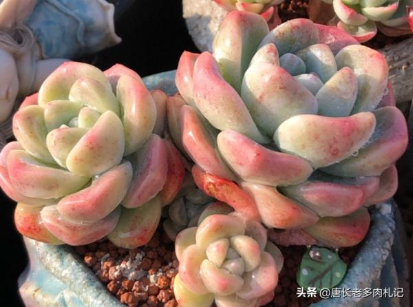 轟動、泡芙和阿瑪貝利，買3次的肉友不少吧？其實它是同一種多肉