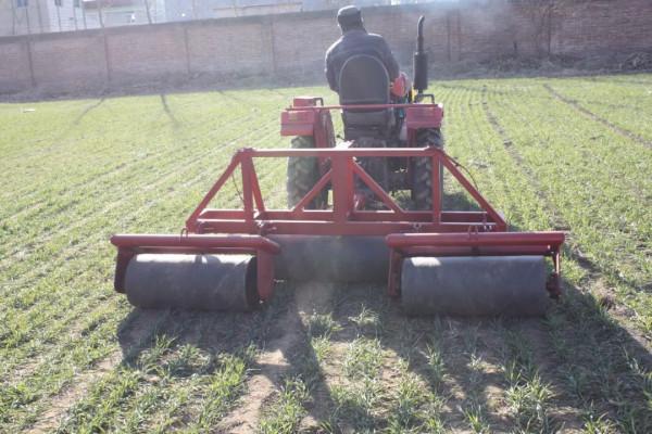 北京小麥冬前苗情及應對拉尼娜技術指導意見