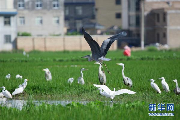 雲南曲靖：鷺舞南盤江