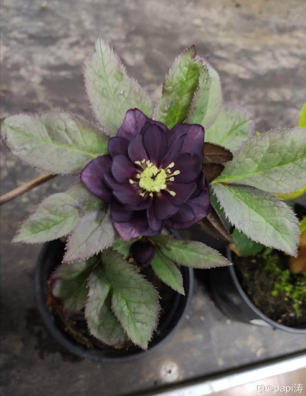 不想養綠植,種了這4種“黑植”,養得起勁卻差點被扔掉 不想養綠植,種了這4種“黑植”,養得起勁卻差點被扔掉