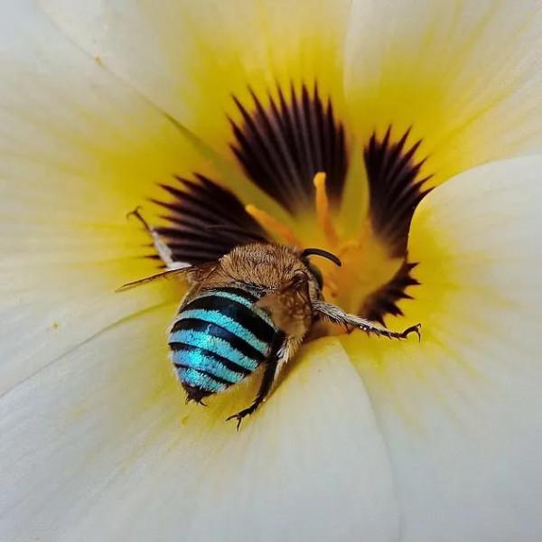 一抹藍色的小幽靈 一抹藍色的小幽靈