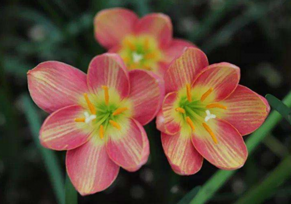 這6種花平時醜得沒人看，但只要一開花，誰看了都說美